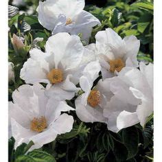 Moonlight Melody Shrub Rose Zone 4 18 Inches High 24 In Wide Full
