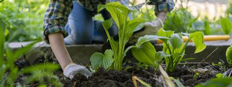 How To Avoid Injury While Gardening Therapyworks Vibrant Health