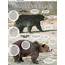 Grizzly Or Black Bear Size And Color Won’t Help You Decide