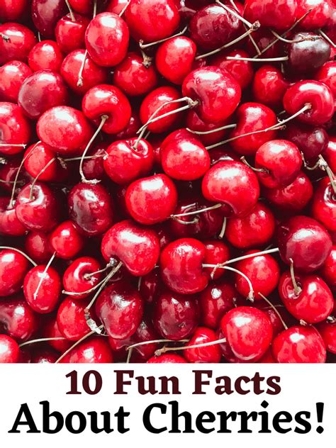 10 Fun Facts About Cherries One Hundred Dollars A Month