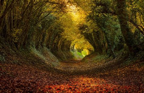 Incredibly Fascinating Tree Tunnels You Definitely Need To