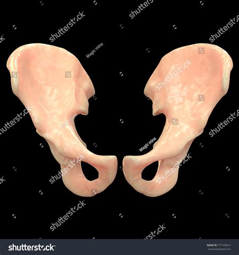 Human Skeleton System Hip Anatomy Anterior Stock Illustration 777165613