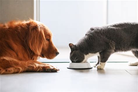 Contact easily with the seller by calling or chatting. Where to find the cheapest prices on dog and cat food