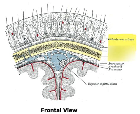 Scalp Diagram Quizlet