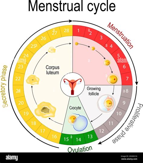 Gráfico Del Ciclo Menstrual Aumento Y Disminución De Las Hormonas El