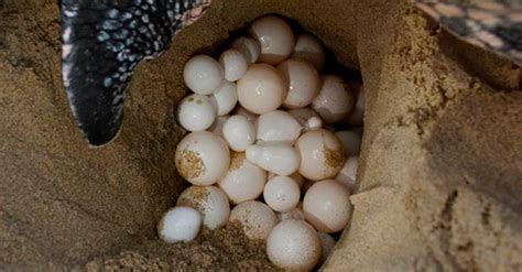 How To Know What Turtles Eggs Look Like Quora