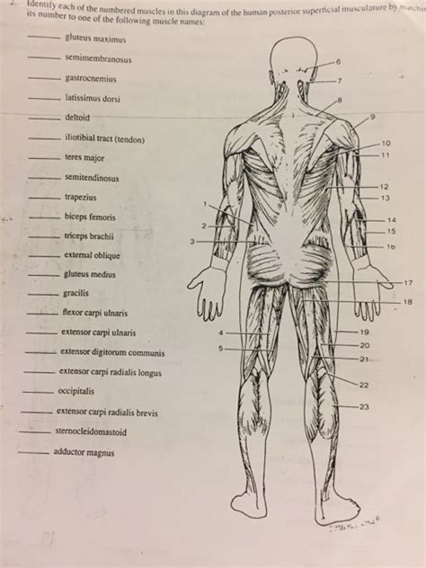 Field guide to the human body however, once you know that muscle names are latin phrases, you can use them as shortcuts to. Solved: Identify Each Of The Numbered Muscles In This Diag... | Chegg.com