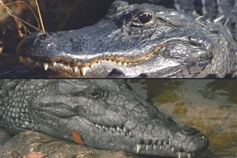 How Are Alligators And Crocodiles Different Live Science
