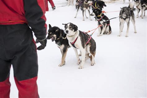 Sled Dogs Harnessed And Ready To Go ️ Intimate Puppy Dog Pets Sled