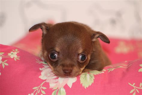Chocolate Chihuahua Puppy Cute Chihuahua Chihuahua Love Chihuahua