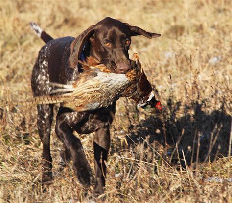 German Shorthaired Pointers Hunting Instincts Doglopedix