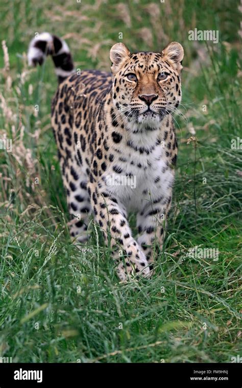Amur Leopard Adult Stalking Asia Panthera Pardus Orientalis Stock