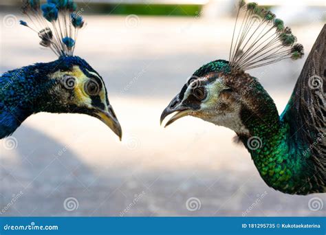 Close Up A Pair Of Peacocks Male And Female Look At Each Other Stock