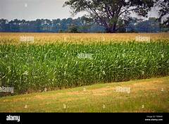 Mississippi Land Rush Navigating Acreage Costs In A Growing Market