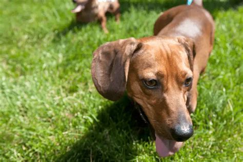 Why Are Dachshunds So Adorable Dachshund Central