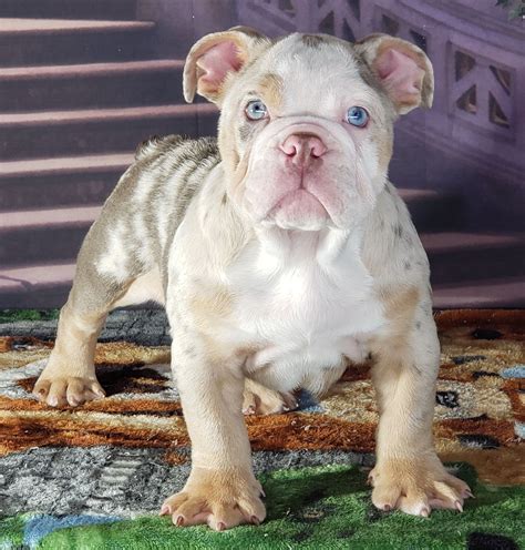 Nowadays, bulldog has been raised as family pets. Midnight Blue Full Grown Lilac French Bulldog