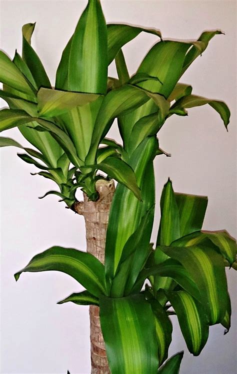 Indoor Corn Plant Varieties Plant Ideas