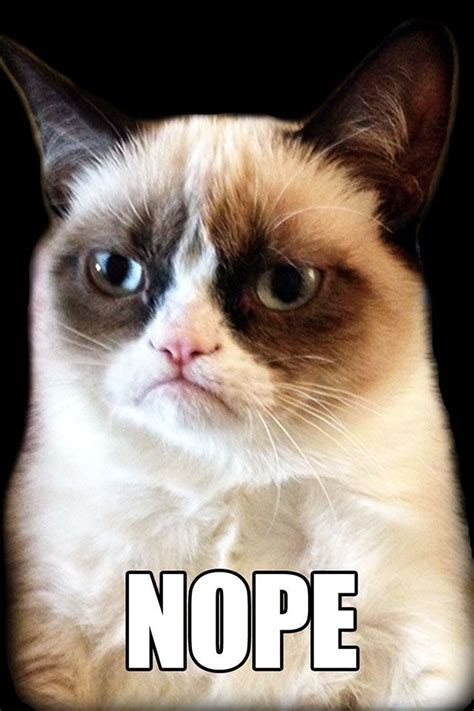 Grumpy Cat Nope Grump Cat Grumpy Cat Meme Funny Cat Memes Funny