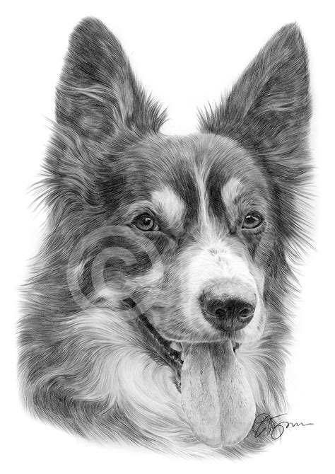 Cartoon drawings animal drawings pencil drawings drawing borders border collie art pencil drawing tutorials colored pencil techniques drawing techniques a realistic border collie, dog portrait drawing made with pastels.the artwork is for sale within the eu! Border Collie Pencil Drawing Print A4 A3 Signed by Artist ...