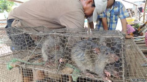 Cambodian Rat Meat A Growing Export Market Bbc News