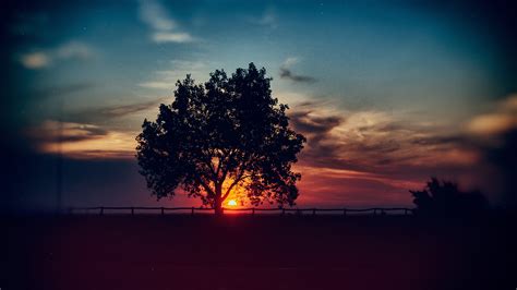 Sunset Scenery Tree Landscape Nature 8k 7680x4320 101 Wallpaper