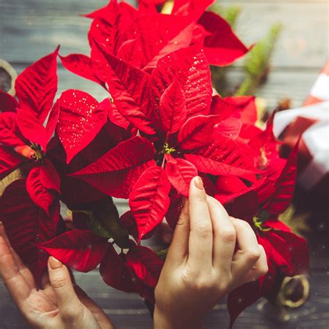 New Today How To Care For Christmas Flowers