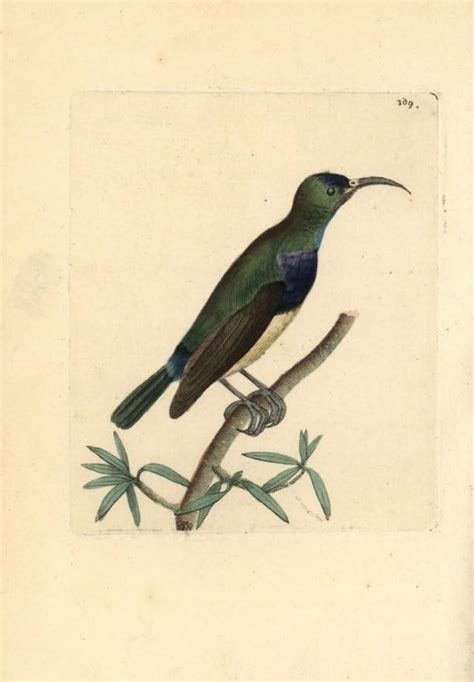Amazon Variable Sunbird Cinnyris Venustus Poster Print By