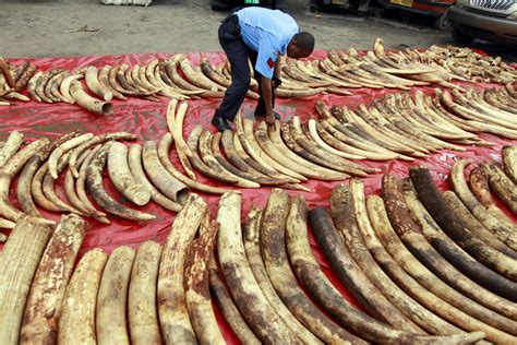 Chinas Skyrocketing Demand For Ivory Will Make Elephants Extinct
