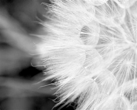 Black And White Photography Dandelion Fine Art Nature Print