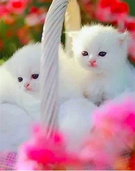 The 25 Best White Fluffy Kittens Ideas On Pinterest