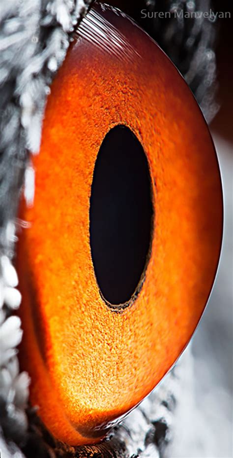 15 Close Up Photos That Prove How Unique Animal Eyes Are