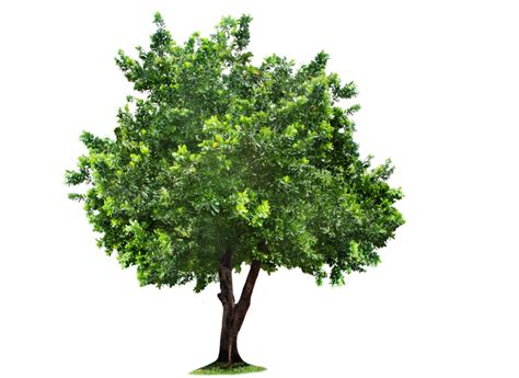 Tree Transparent Image Png All