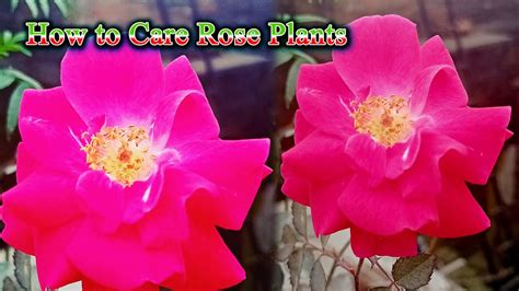 How To Care Rose Plant Home Plants Grow How To Grow Flower