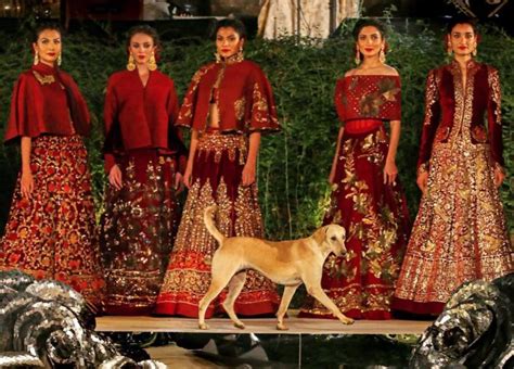 This Stray Dog Stole The Fashion Show And Outshined The