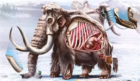 como era a anatomia de um mamute mamute animais extintos animais pré históricos