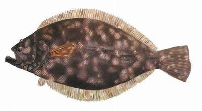 Flounder Fishing Decal Sticker Decals Boat Mcgovern