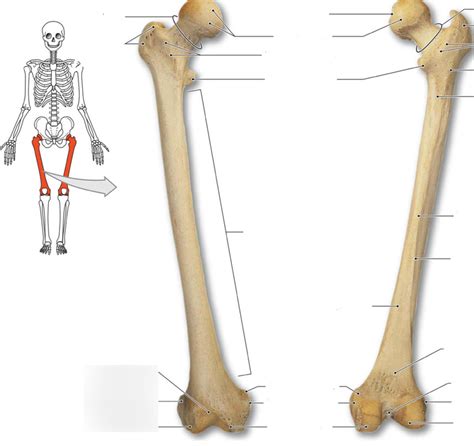 Structure Of The Femur Bone