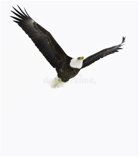 Bald Eagle Flying Stock Image Image Of Leucocephalus 17538297