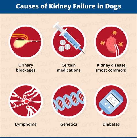 Chronic lung diseases, including copd (chronic obstructive pulmonary having heart conditions such as heart failure, coronary artery disease, cardiomyopathies, and possibly high blood pressure (hypertension) can. Kidney Failure in Dogs: Signs & Causes | Canna-Pet®