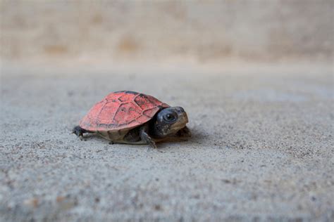 Cutest Turtle Ever By Veronica Annemarie On Deviantart