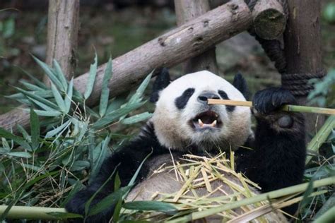 Giant Pandas No Longer Endangered Says China The Current