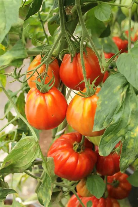 Cuore Di Bue Tomato How To Grow Angelic Home Living