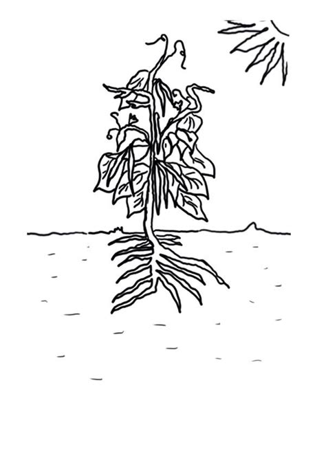 Download now (png format) my safe download promise. Growing Plants Green Bean Coloring Page : Coloring Sky