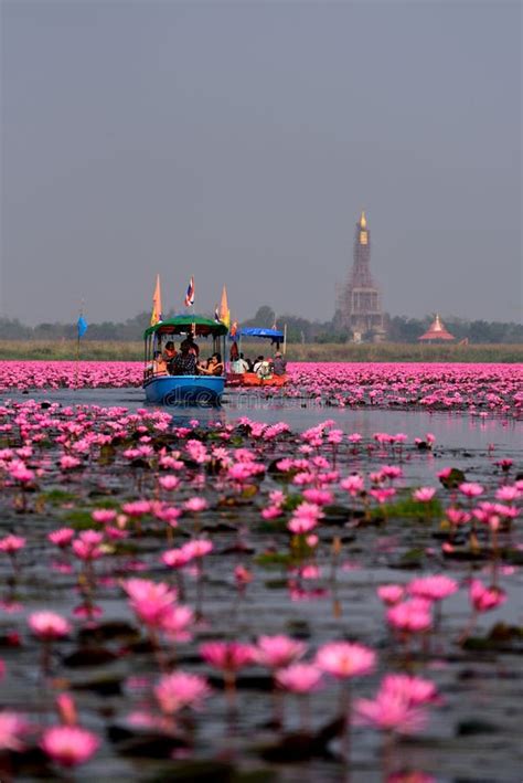 The Sea Of Red Lotus At Nong Han Lake National Park Udon Thani