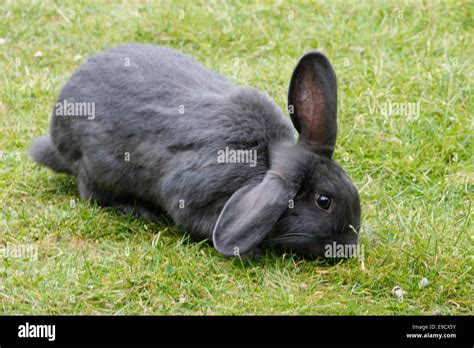English Grey Lop Eared Rabbit Pet Garden Animal Mammal Hi Res Stock