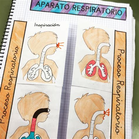 La Mademoiselle Du Fle On Instagram Aparato Respiratorio He Creado