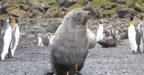 Horny Seal Has Sex With Penguin In Viral Video Which Is Baffling Free