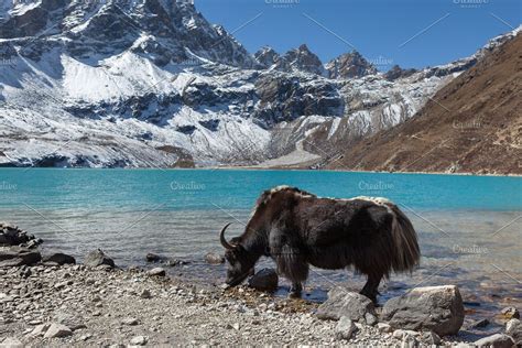 Yak In Himalayas Nepal Nepal Fall Pictures Nature Nepal Travel