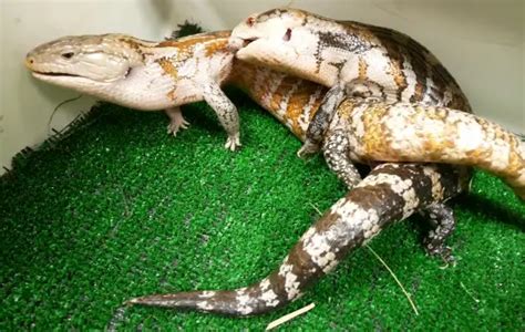 Breeding Blue Tongue Skinks Your Top Questions Answered