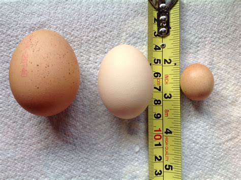 In this video, i unbox the eggs and put them in the incubator! From left to right: bought size 1 egg, a normal Silkie egg ...